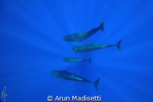 pilot whale family unit, part of a megapod. (taken under ... by Arun Madisetti 